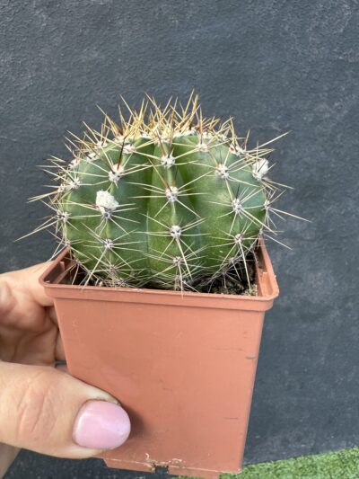 Echinopsis turbiflora - Зображення 2