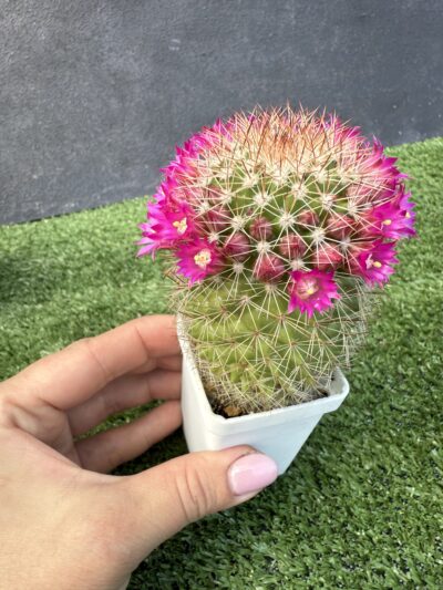 Mammillaria spinosissima - Зображення 2