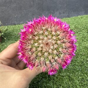 Mammillaria spinosissima