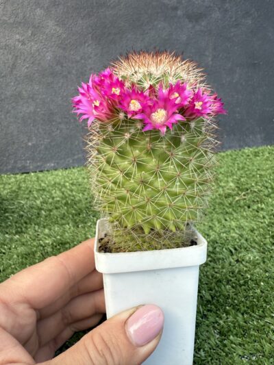 Mammillaria spinosissima - Зображення 3