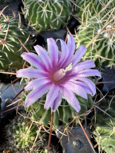 Echinofossulocactus crispatus - Зображення 3