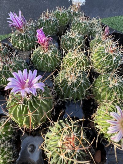 Echinofossulocactus crispatus - Зображення 4