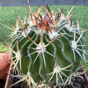 Echinofossulocactus crispatus