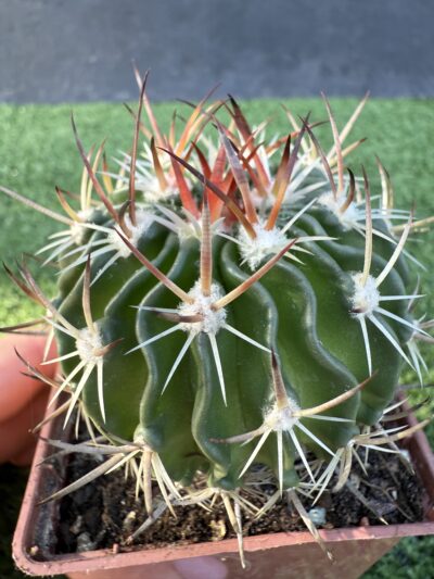 Echinofossulocactus crispatus