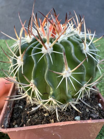 Echinofossulocactus crispatus - Зображення 2