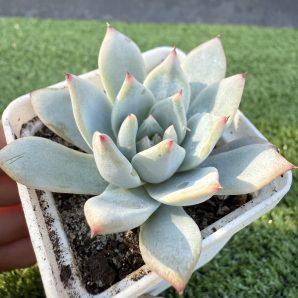 Echeveria Blue Bird