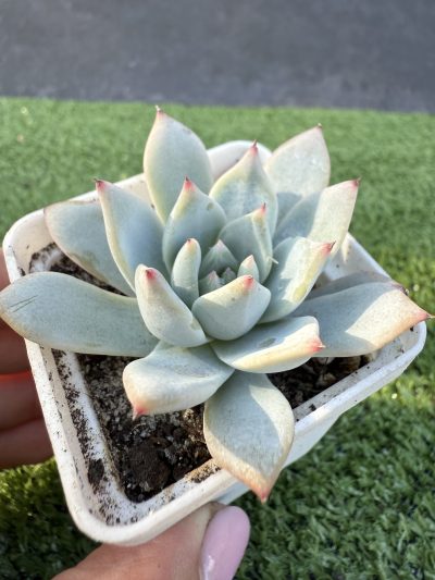 Echeveria Blue Bird