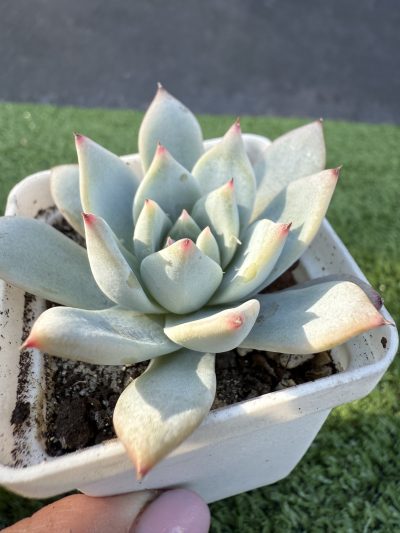 Echeveria Blue Bird - Зображення 2
