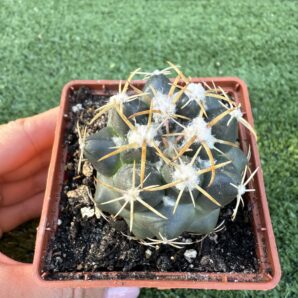 Coryphantha elephantidens