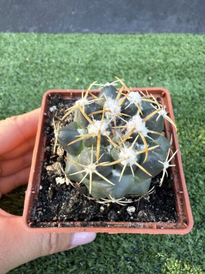Coryphantha elephantidens