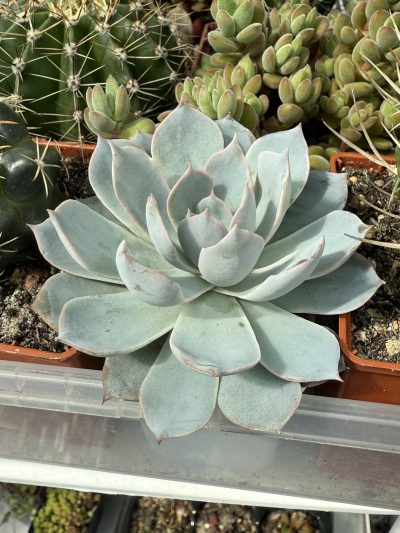 Echeveria subsessilis