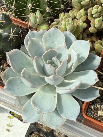 Echeveria subsessilis - Зображення 2