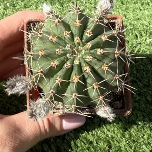 Echinopsis turbiflora (hybrid)