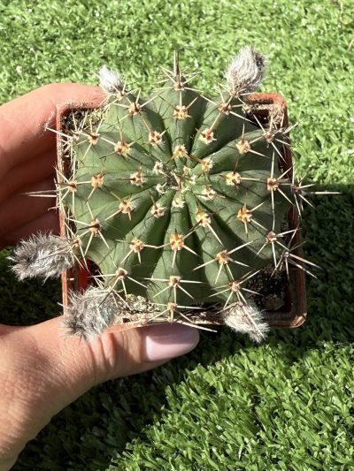 Echinopsis turbiflora (hybrid)