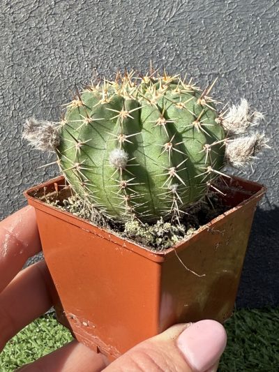 Echinopsis turbiflora (hybrid) - Зображення 2