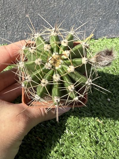 Echinopsis turbiflora