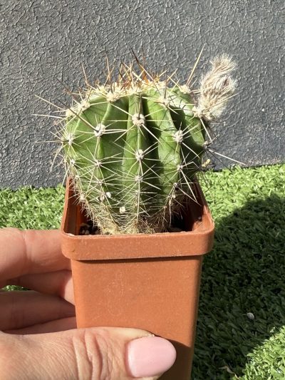 Echinopsis turbiflora - Зображення 2
