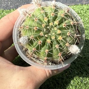Echinopsis turbiflora (hybrid)