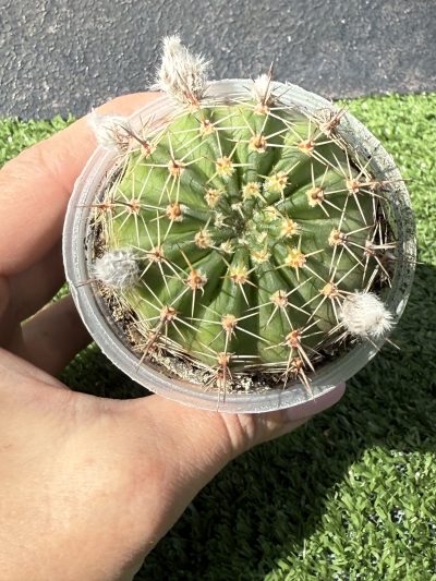 Echinopsis turbiflora (hybrid)