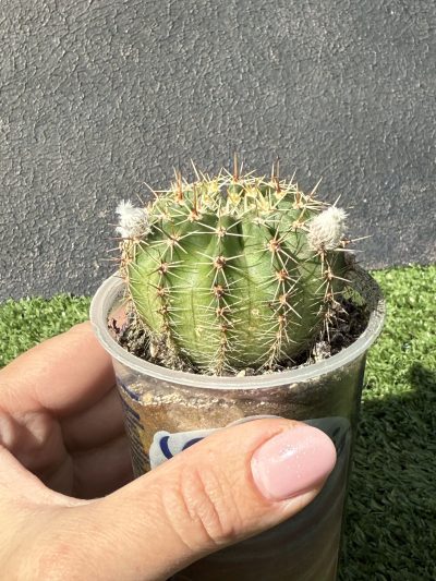 Echinopsis turbiflora (hybrid) - Зображення 2