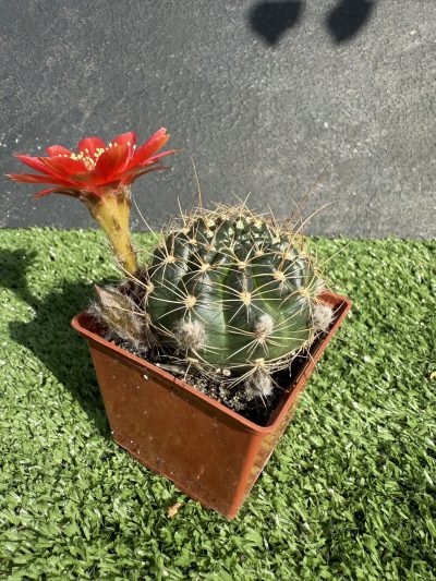 Lobivia arachnacantha - Зображення 2