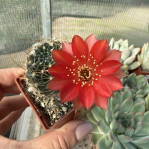 Lobivia arachnacantha