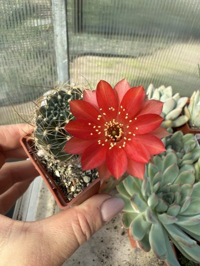 Lobivia arachnacantha