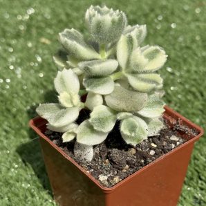 Cotyledon tomentosa variegata