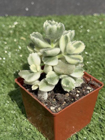 Cotyledon tomentosa variegata