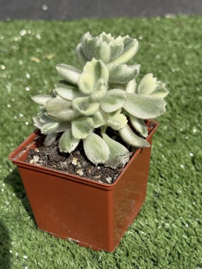 Cotyledon tomentosa variegata - Зображення 3