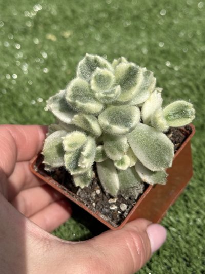 Cotyledon tomentosa variegata - Зображення 2