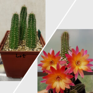 Chamaecereus hybrid Pan17.77.06 Lot | 14