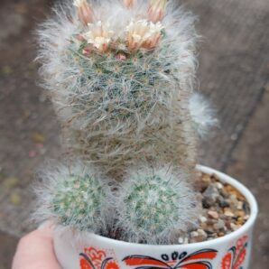 Mammillaria bocasana