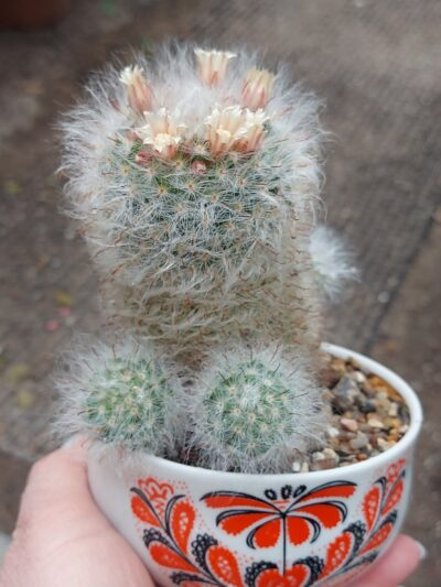 Mammillaria bocasana