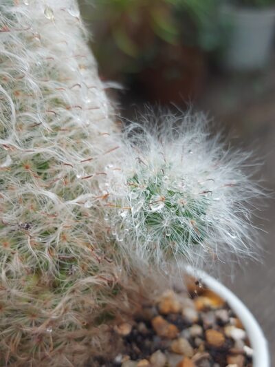 Mammillaria bocasana - Зображення 2