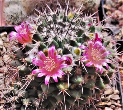mammillaria-jalapensis - Зображення 2