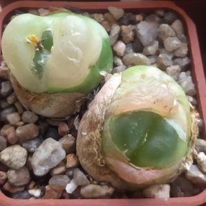 Conophytum ratum SH 1200 .
