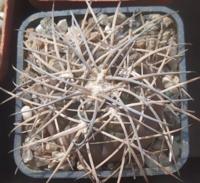 gymnocalycium spegazzinii VS118