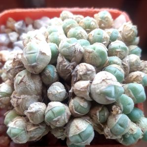 Conophytum hians v.parvimarinum