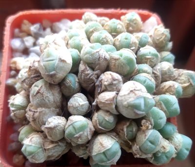 Conophytum hians v.parvimarinum