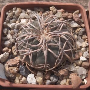 Gymnocalycium spegazzinii v.major