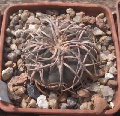 Gymnocalycium spegazzinii v.major