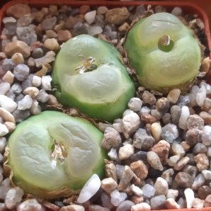 Conophytum ratum SH 1200