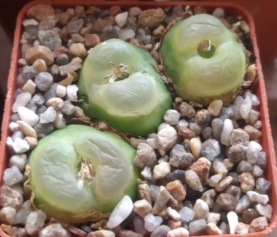 Conophytum ratum SH 1200