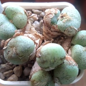 Conophytum ernstii