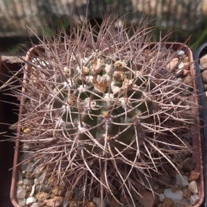gymnocalycium spegazzinii neuhuberi GN 77