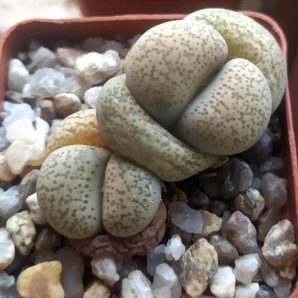 lithops terricolor