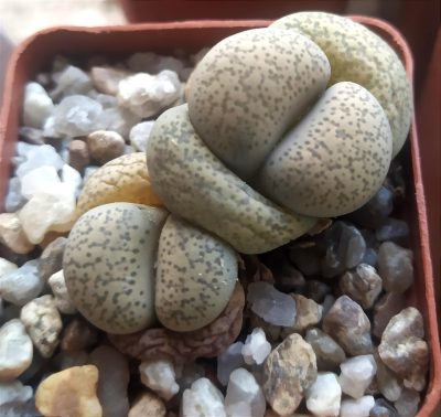 lithops terricolor
