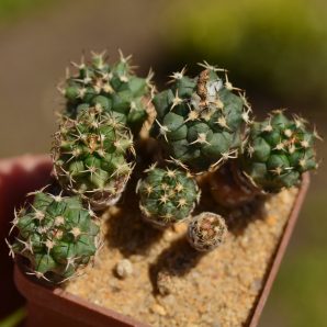Turbinicarpus lophophoroides