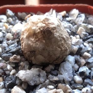 Conophytum burgeri